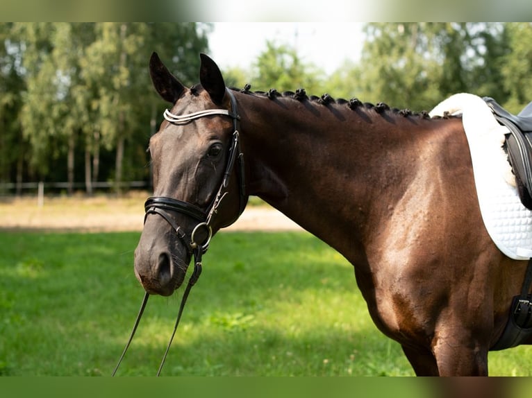 Koń hanowerski Klacz 10 lat 165 cm Kara in Majdan