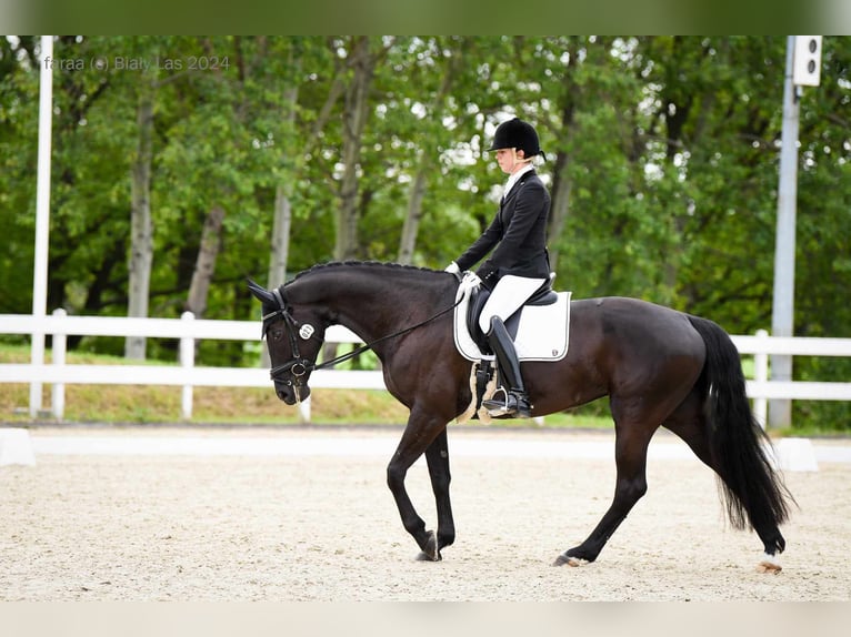 Koń hanowerski Klacz 10 lat 165 cm Kara in Majdan