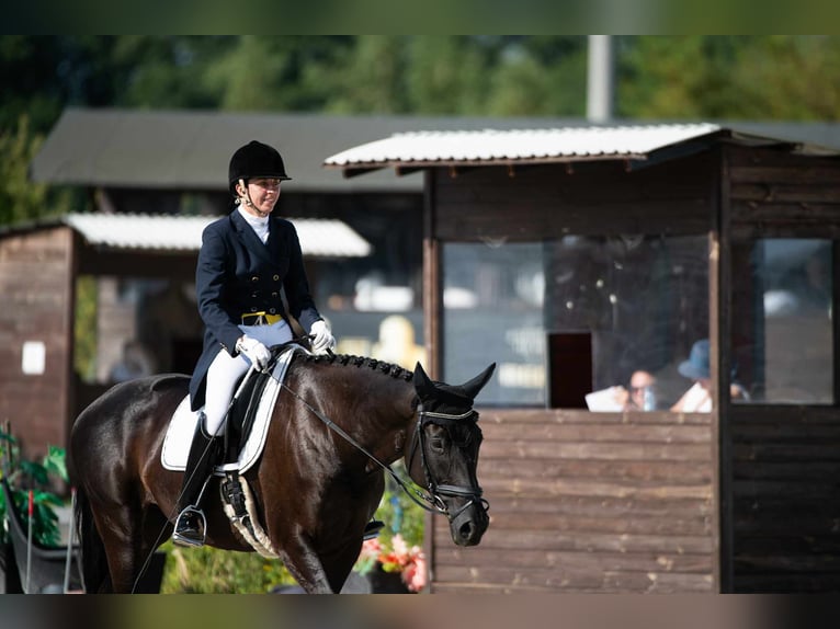 Koń hanowerski Klacz 10 lat 165 cm Kara in Majdan