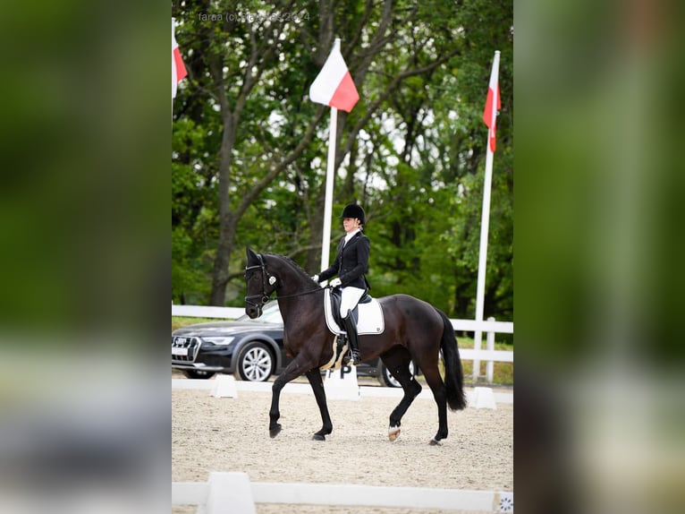 Koń hanowerski Klacz 10 lat 165 cm Kara in Majdan