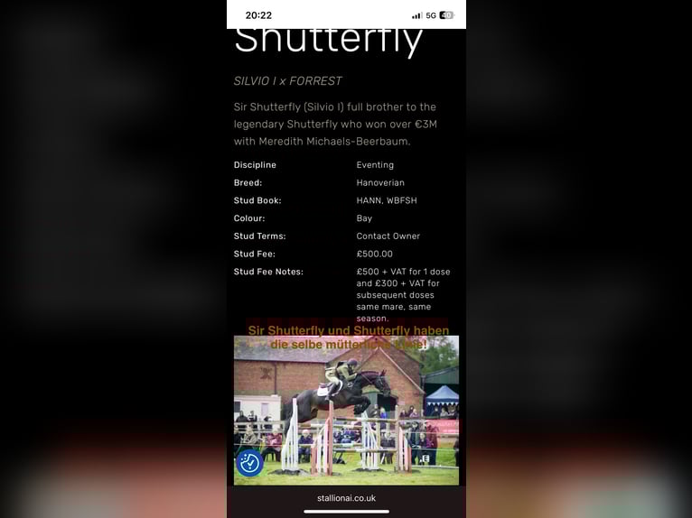 Koń hanowerski Klacz 10 lat 165 cm Siwa w hreczce in Mondsee