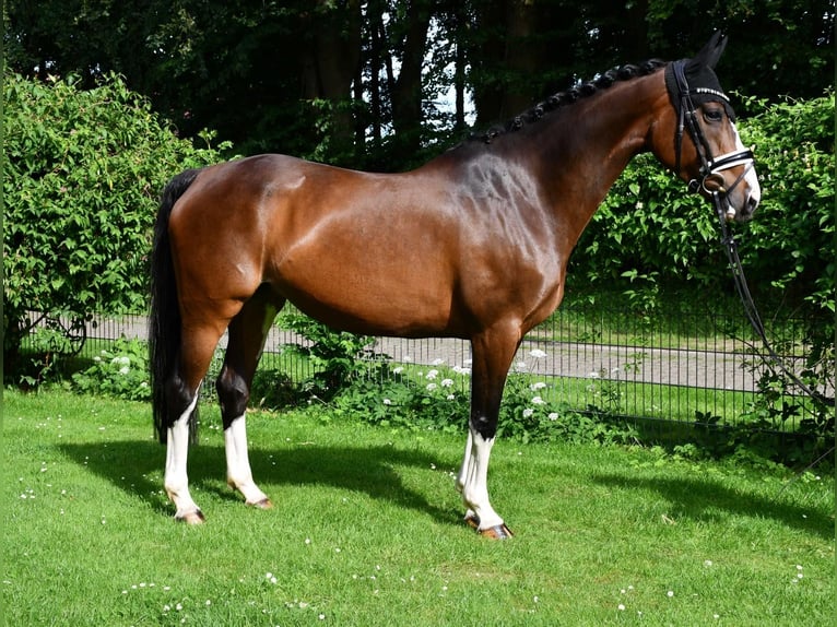 Koń hanowerski Klacz 10 lat 166 cm Gniada in Ebersdorf