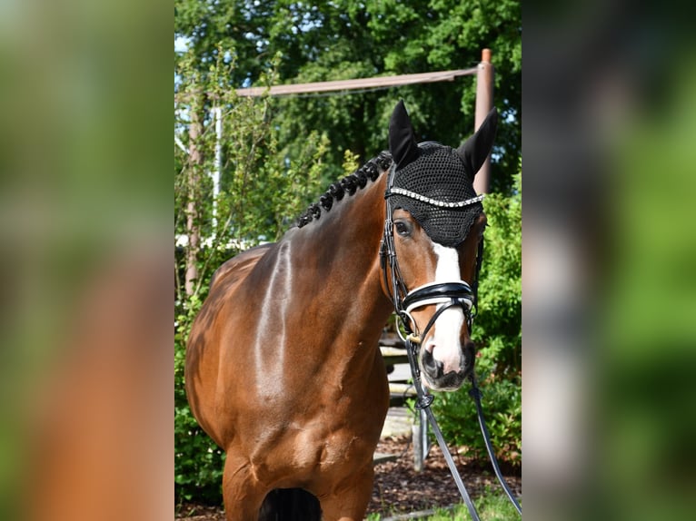 Koń hanowerski Klacz 10 lat 166 cm Gniada in Ebersdorf