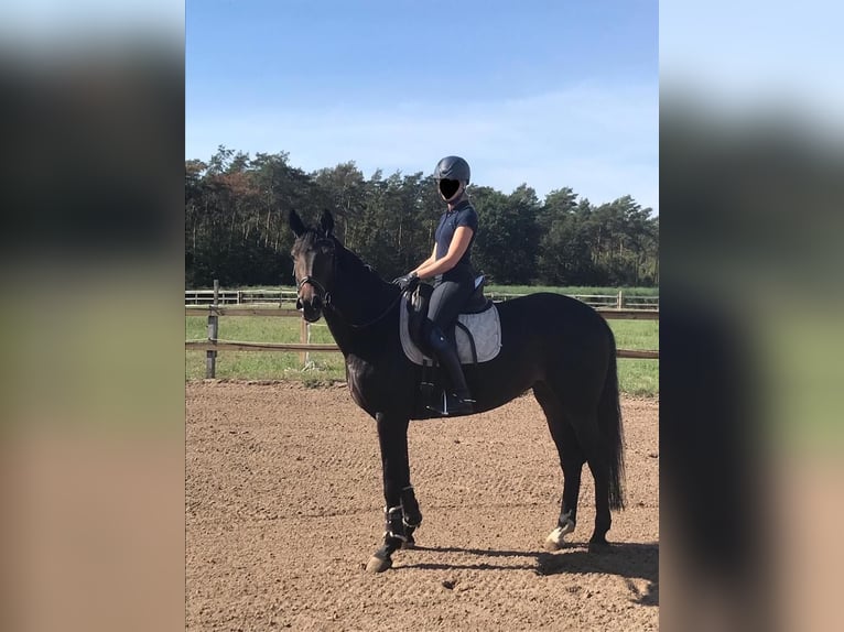 Koń hanowerski Klacz 10 lat 167 cm Ciemnogniada in Pollitz