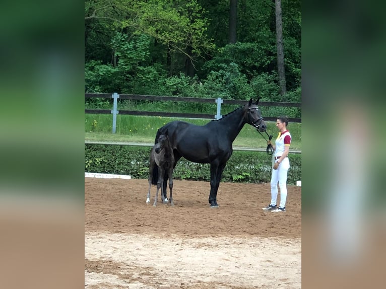 Koń hanowerski Klacz 10 lat 167 cm Ciemnogniada in Pollitz
