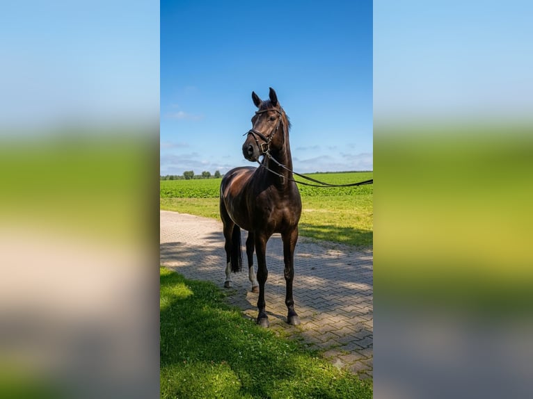 Koń hanowerski Klacz 10 lat 167 cm Ciemnogniada in Rehlingen