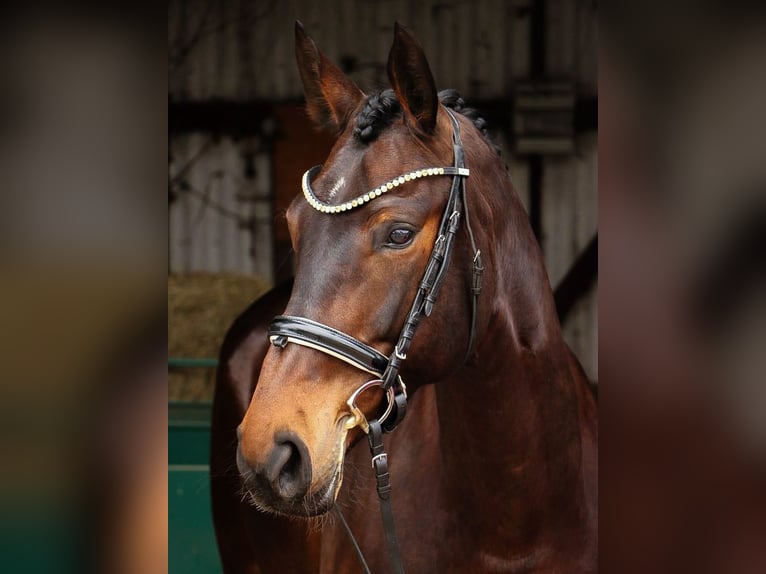 Koń hanowerski Klacz 10 lat 167 cm Gniada in Verden