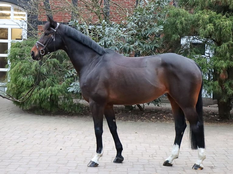 Koń hanowerski Klacz 10 lat 167 cm Gniada in Verden