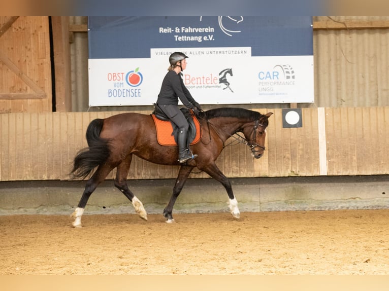 Koń hanowerski Klacz 10 lat 167 cm Gniada in Grünkraut
