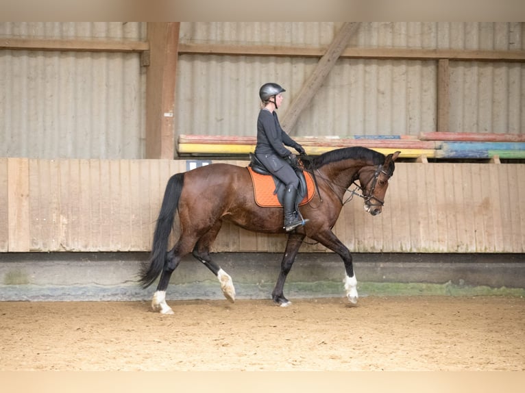 Koń hanowerski Klacz 10 lat 167 cm Gniada in Grünkraut