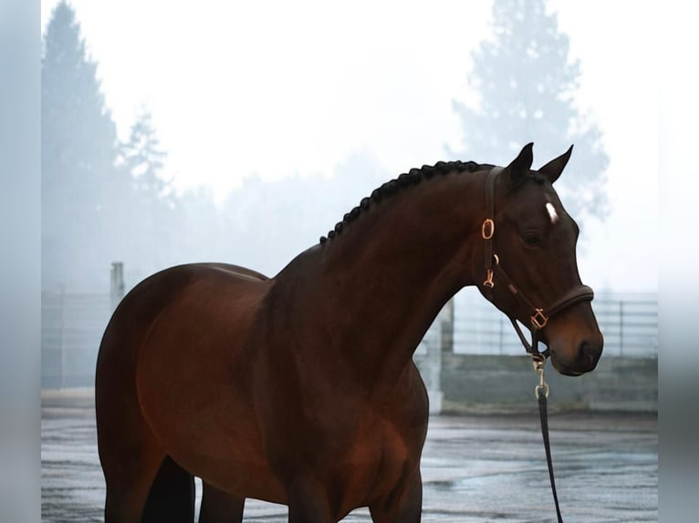 Koń hanowerski Klacz 10 lat 167 cm Gniada in Mor