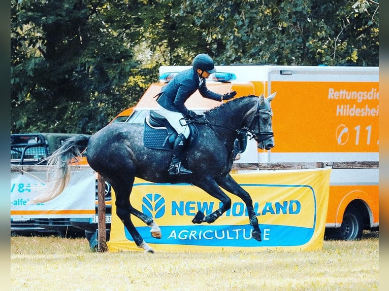 Koń hanowerski Klacz 10 lat 167 cm Siwa in Gronau (Leine)Gronau