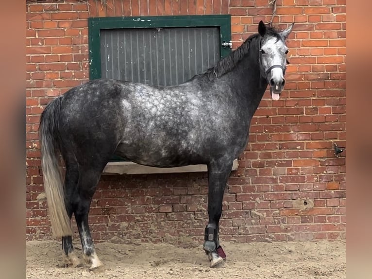 Koń hanowerski Klacz 10 lat 167 cm Siwa in Gronau (Leine)Gronau