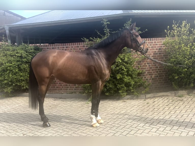 Koń hanowerski Klacz 10 lat 168 cm Ciemnogniada in Nettetal