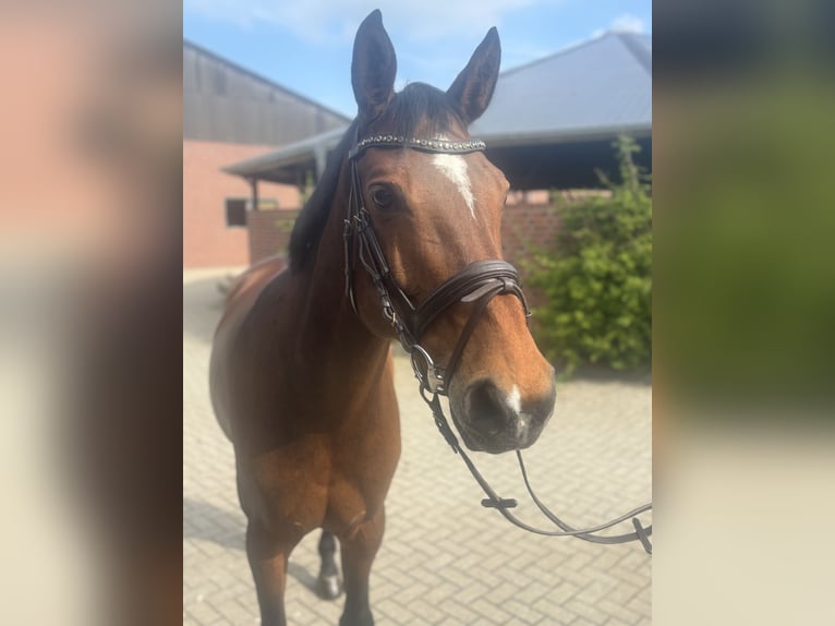 Koń hanowerski Klacz 10 lat 168 cm Ciemnogniada in Nettetal