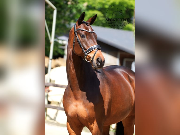 Koń hanowerski Klacz 10 lat 168 cm Ciemnogniada in Hassendorf