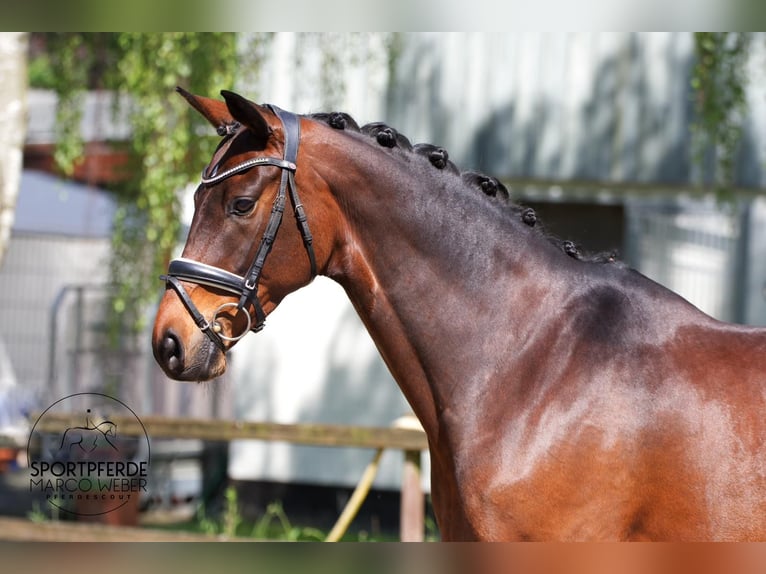 Koń hanowerski Klacz 10 lat 168 cm Ciemnogniada in Hassendorf