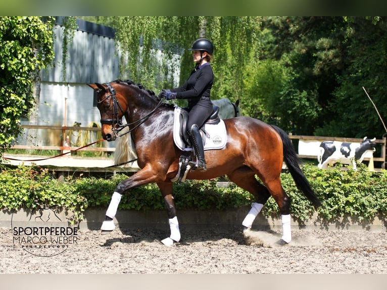 Koń hanowerski Klacz 10 lat 168 cm Ciemnogniada in Hassendorf