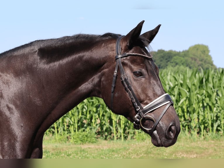 Koń hanowerski Klacz 10 lat 168 cm Kara in Haftenkamp