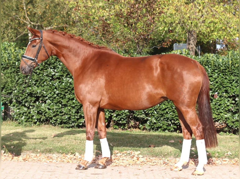 Koń hanowerski Klacz 10 lat 168 cm Kasztanowata in Selsingen