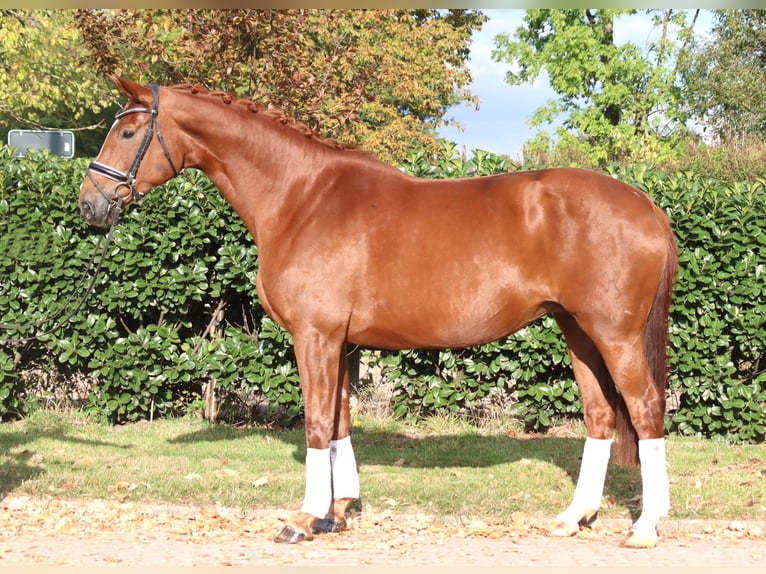 Koń hanowerski Klacz 10 lat 168 cm Kasztanowata in Selsingen