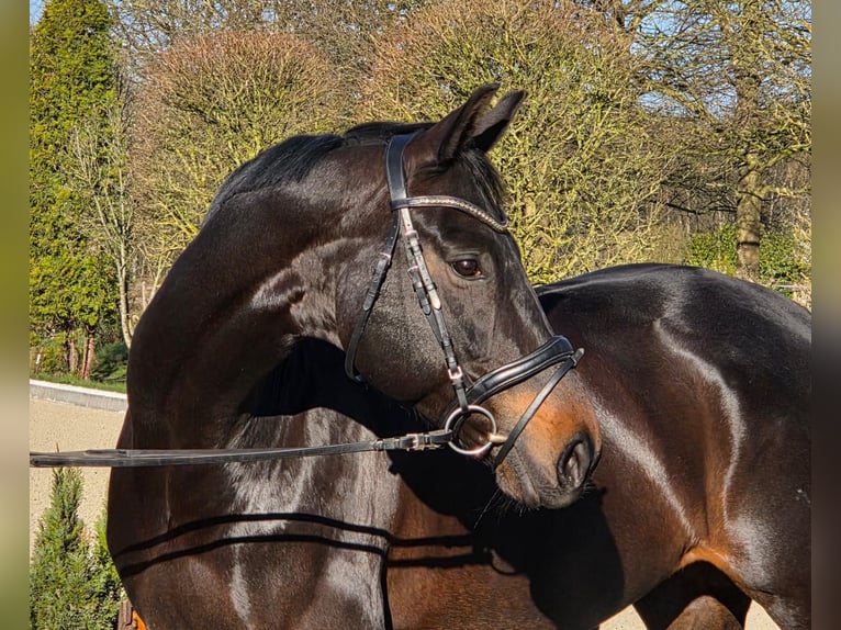 Koń hanowerski Klacz 10 lat 168 cm Skarogniada in Loxstedt