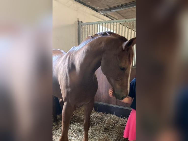 Koń hanowerski Klacz 10 lat 169 cm Kasztanowata in Isernhagen