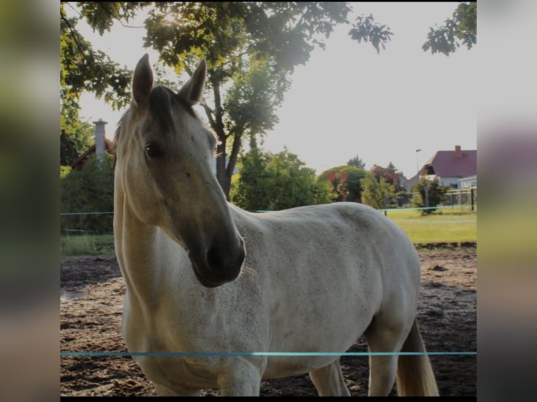 Koń hanowerski Klacz 10 lat 169 cm Siwa in Bad Liebenwerda