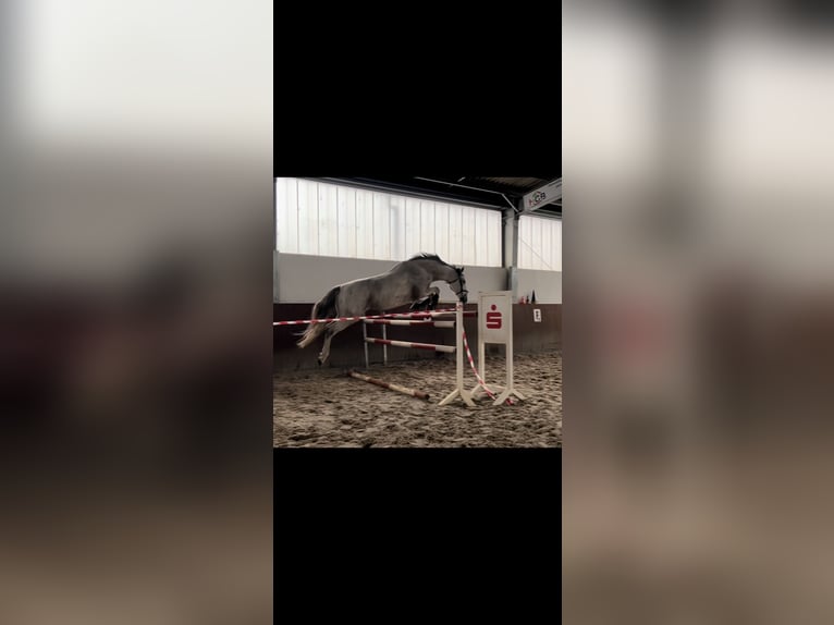 Koń hanowerski Klacz 10 lat 169 cm Siwa in Bad Liebenwerda