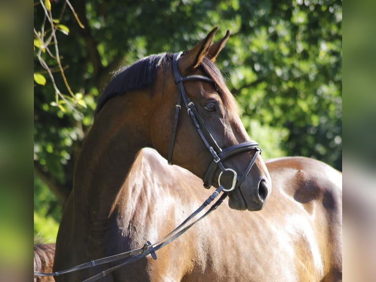 Koń hanowerski Klacz 10 lat 170 cm Gniada in Weitendorf