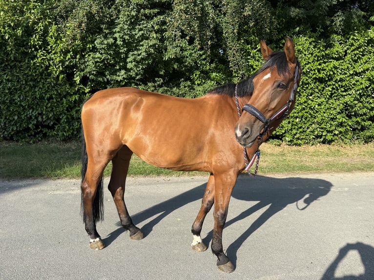 Koń hanowerski Klacz 10 lat 170 cm Gniada in Bottrop
