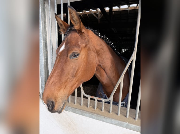 Koń hanowerski Klacz 10 lat 170 cm Gniada in Bottrop