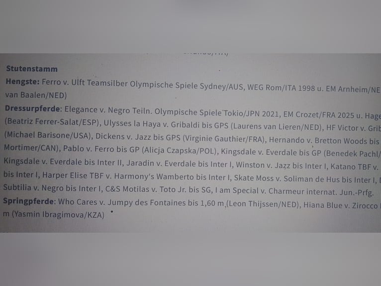 Koń hanowerski Klacz 10 lat 170 cm Kasztanowata in Minden