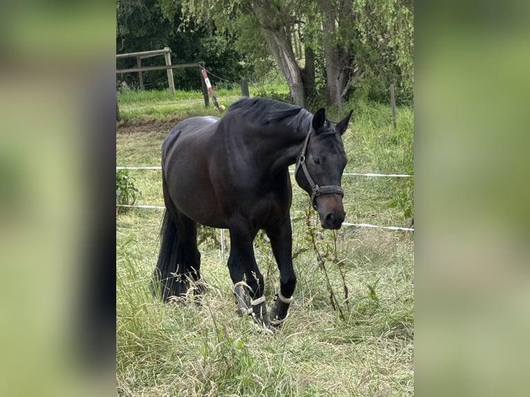 Koń hanowerski Klacz 10 lat 170 cm Skarogniada in Aerzen
