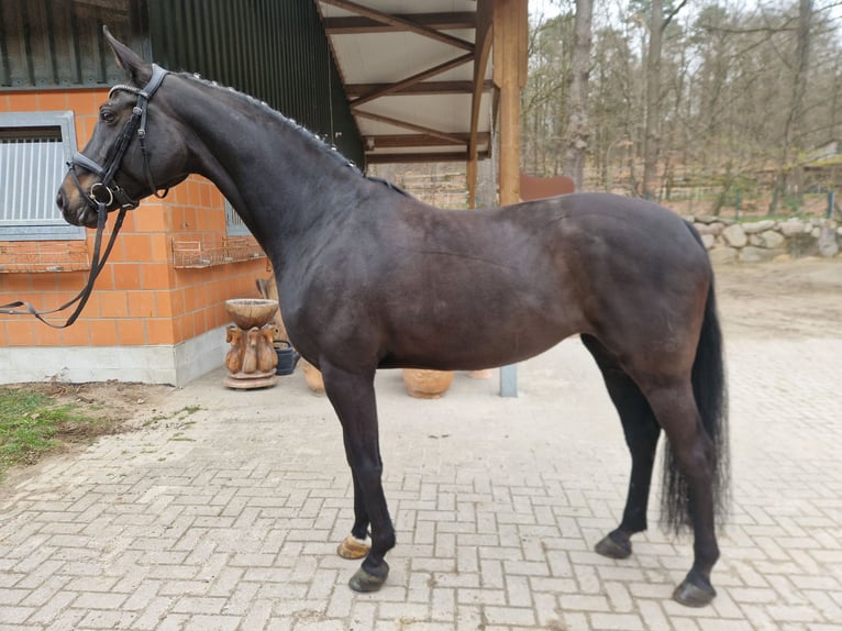 Koń hanowerski Klacz 10 lat 171 cm Kara in Bomlitz