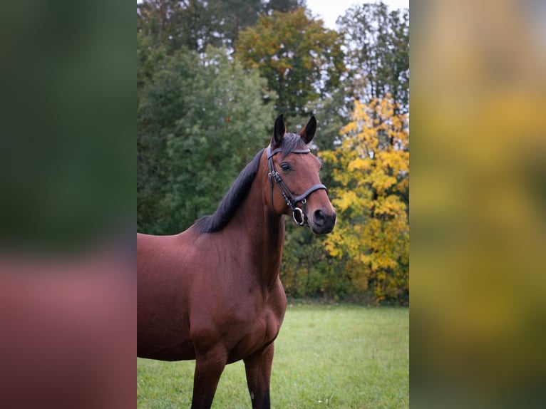 Koń hanowerski Klacz 10 lat 172 cm Gniada in Graben