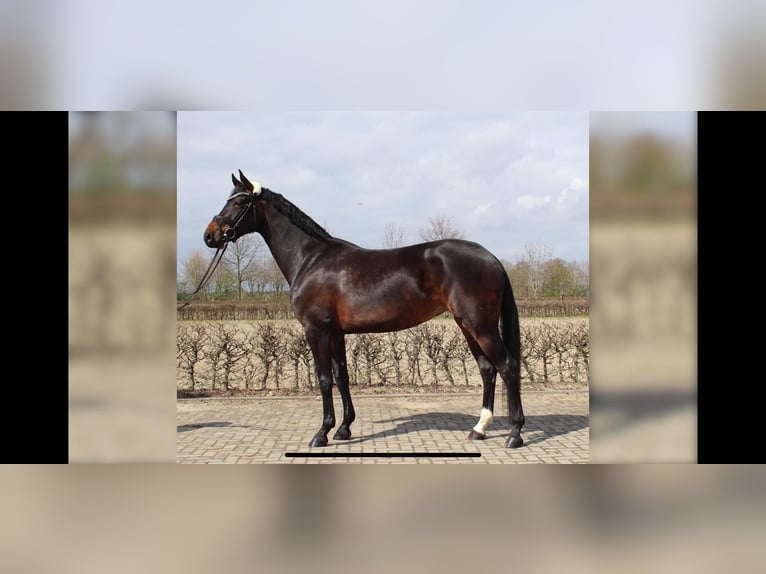 Koń hanowerski Klacz 10 lat 173 cm Ciemnogniada in Marburg