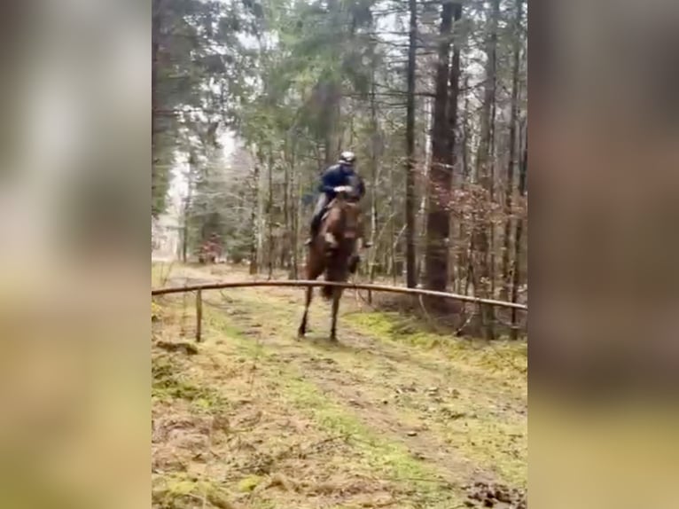 Koń hanowerski Klacz 10 lat 173 cm Gniada in Altusried
