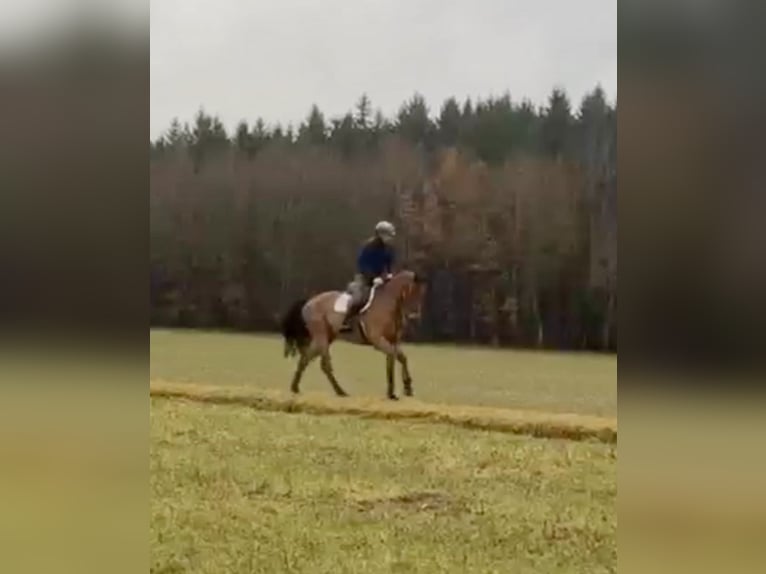 Koń hanowerski Klacz 10 lat 173 cm Gniada in Altusried