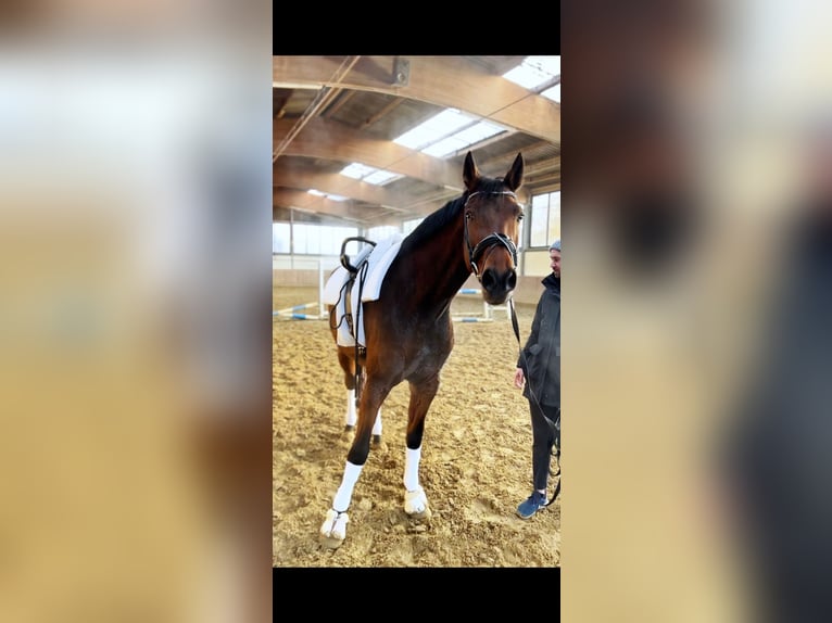 Koń hanowerski Klacz 10 lat 178 cm Ciemnogniada in Altenberge