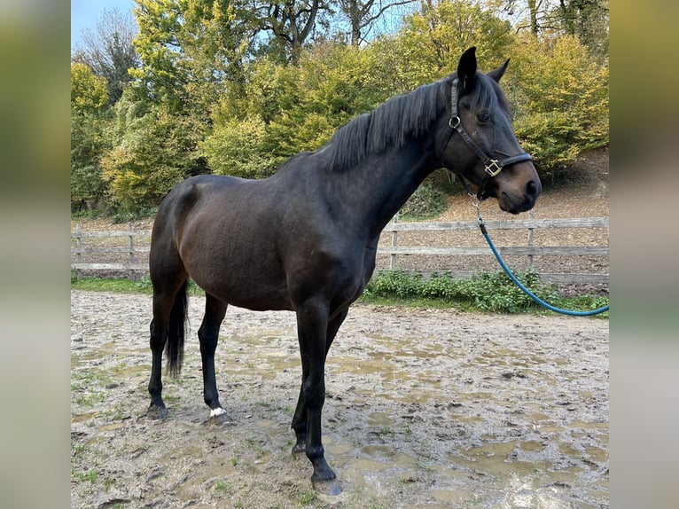 Koń hanowerski Klacz 10 lat Skarogniada in Lahr/Schwarzwald
