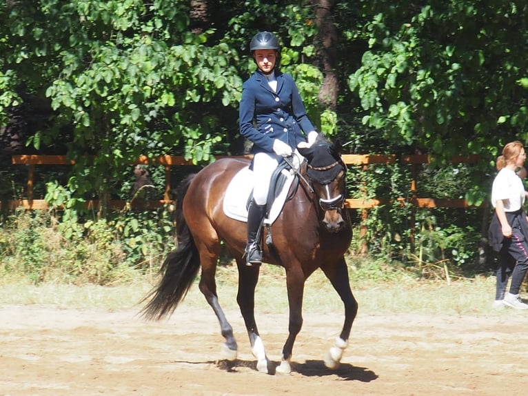 Koń hanowerski Klacz 11 lat 153 cm Gniada in Thalmässing