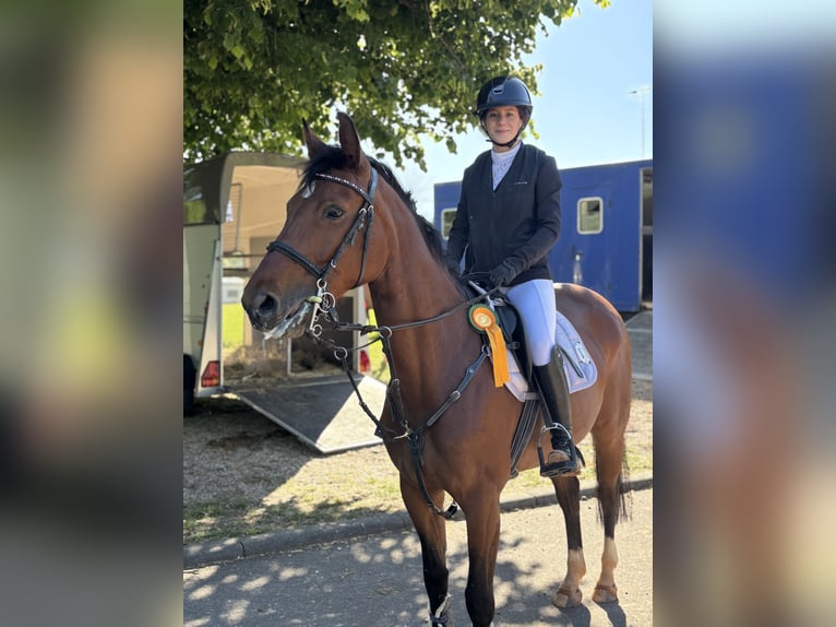 Koń hanowerski Klacz 11 lat 154 cm Gniada in Merzig