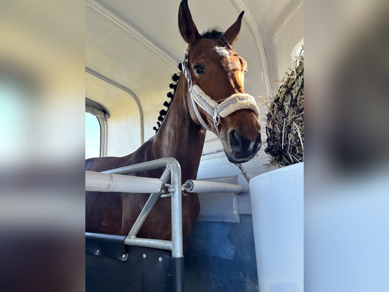 Koń hanowerski Klacz 11 lat 156 cm Gniada in Merzig-Ballern