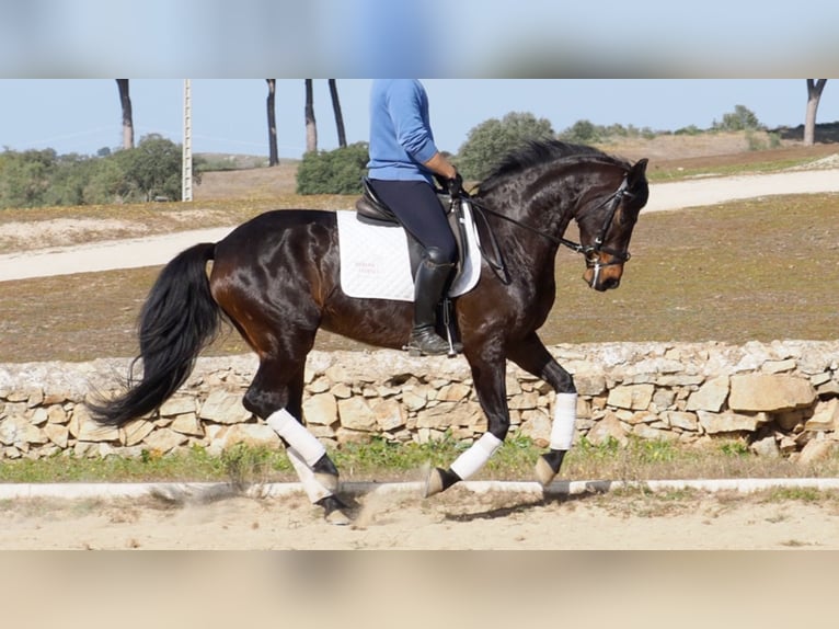 Koń hanowerski Klacz 11 lat 158 cm Gniada in NAVAS DEL MADRONO