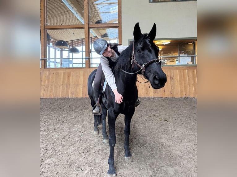 Koń hanowerski Klacz 11 lat 160 cm Kara in Seeburg