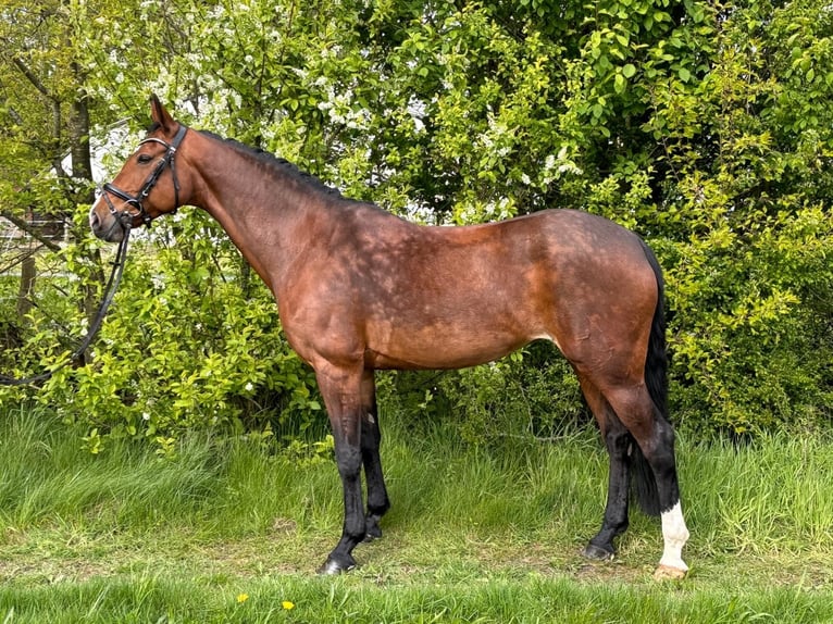 Koń hanowerski Klacz 11 lat 163 cm Gniada in Warpe