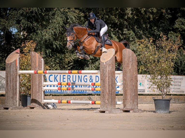 Koń hanowerski Klacz 11 lat 163 cm Jasnogniada in Mannheim
