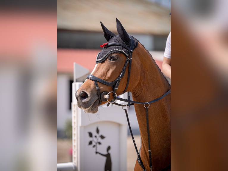 Koń hanowerski Klacz 11 lat 163 cm Jasnogniada in Mannheim