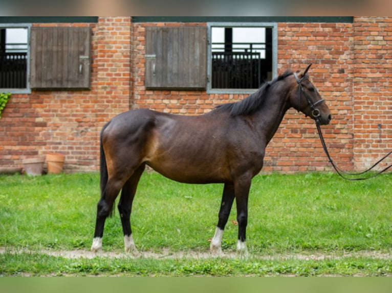 Koń hanowerski Klacz 11 lat 164 cm Ciemnogniada in Garden